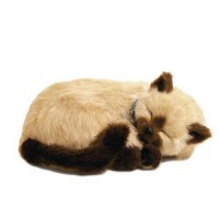 /album/tudo-gatos/gato-5-jpg/